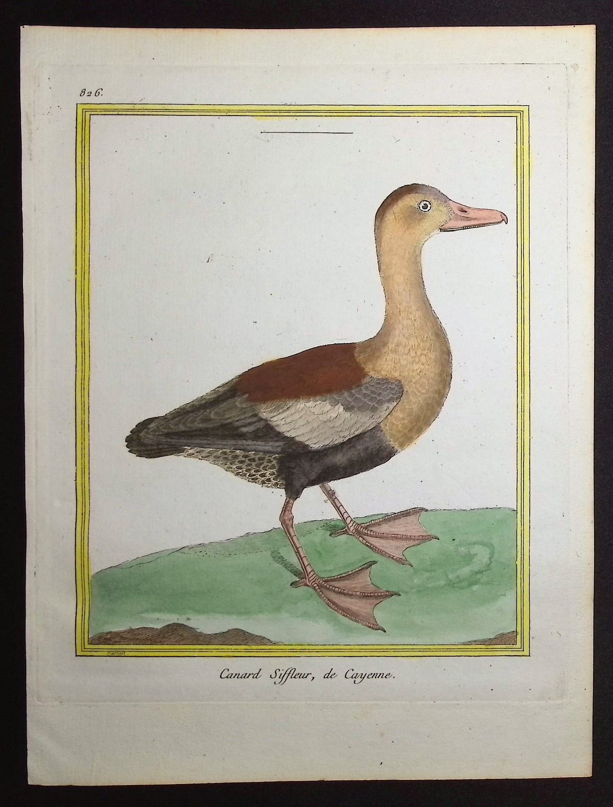 Duck