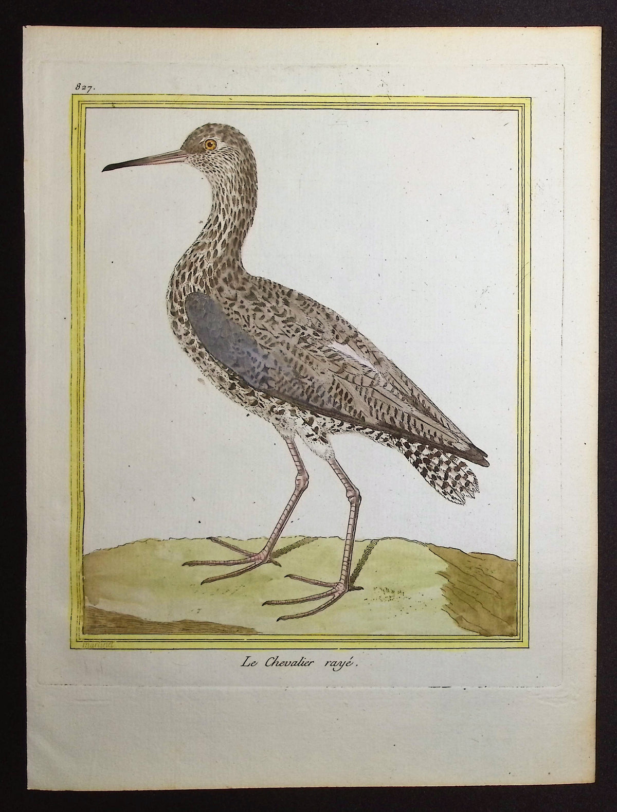 Sandpiper or Shank