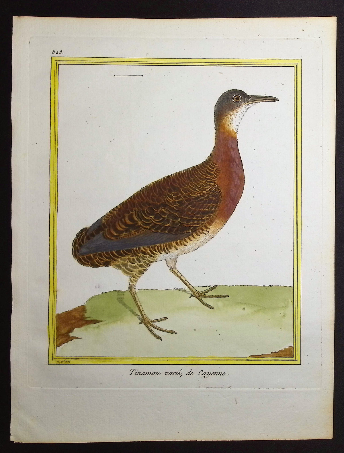 Tinamou
