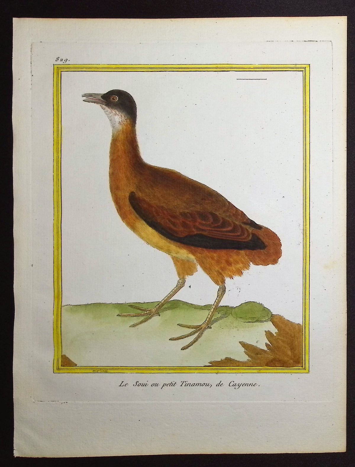 Tinamou