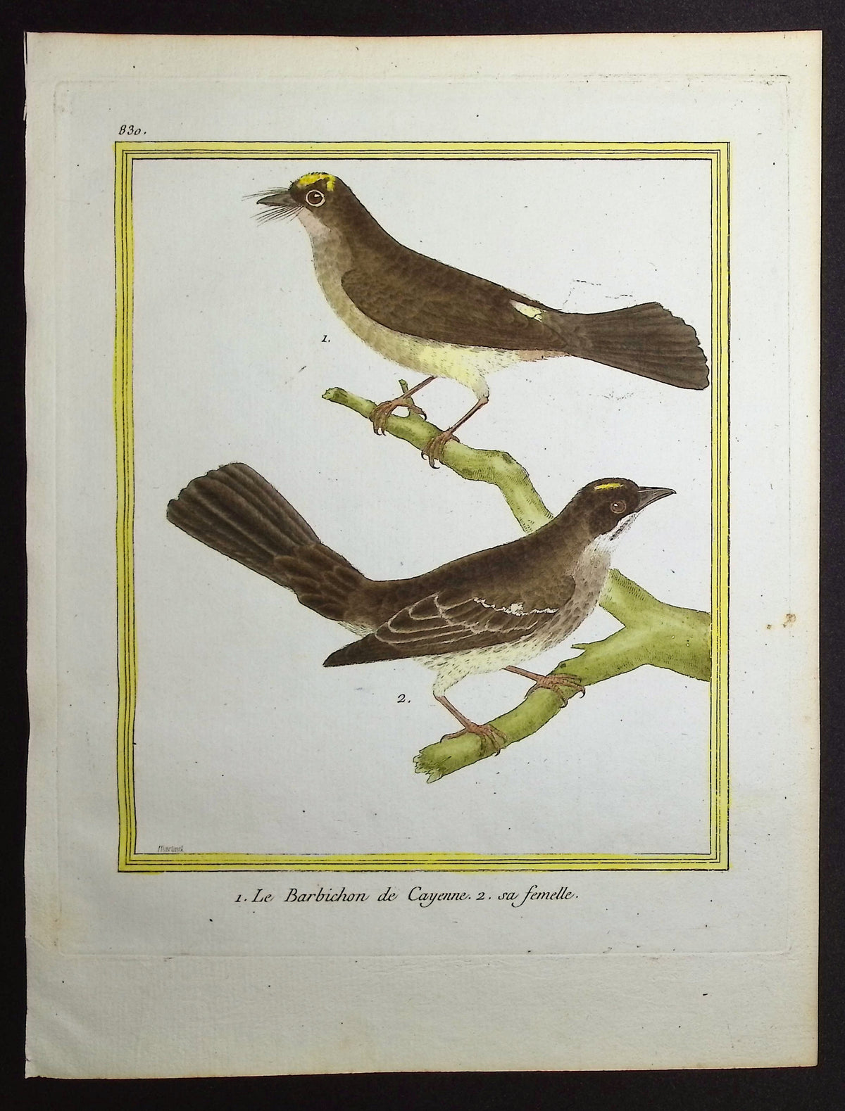 Myiobius