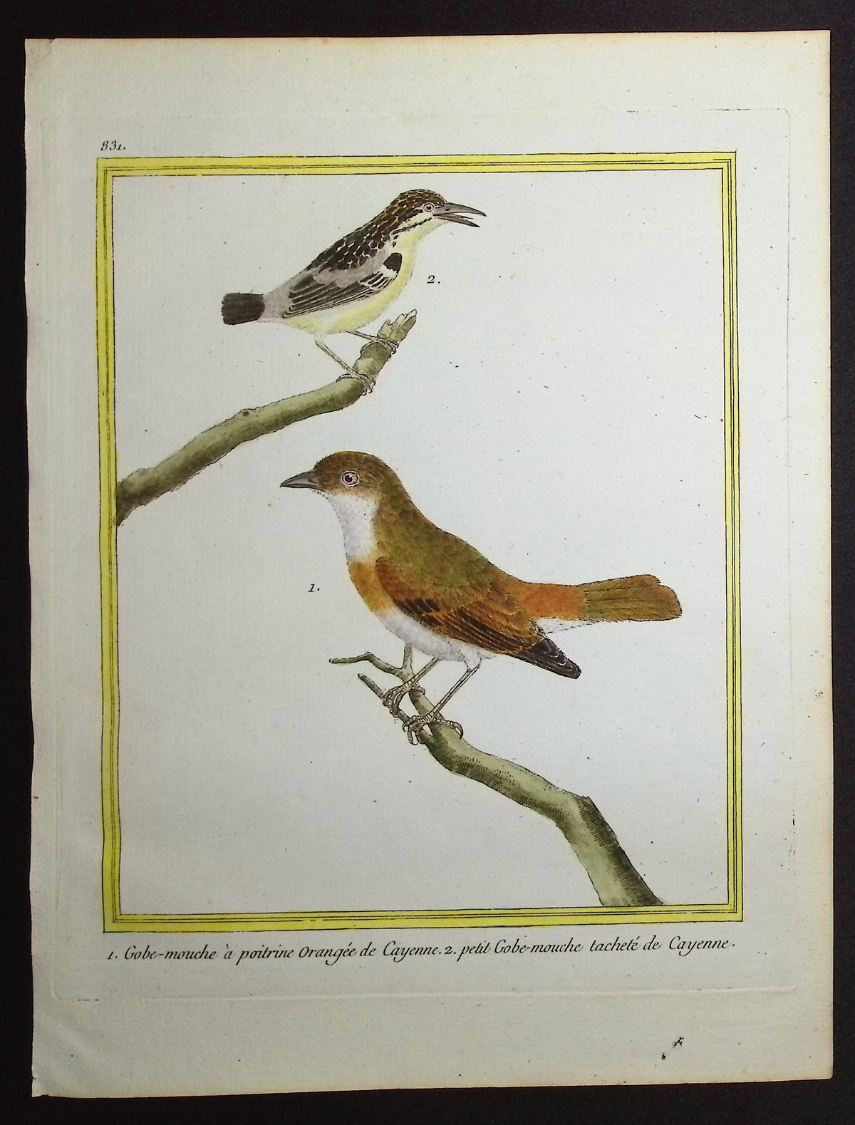 Flycatcher