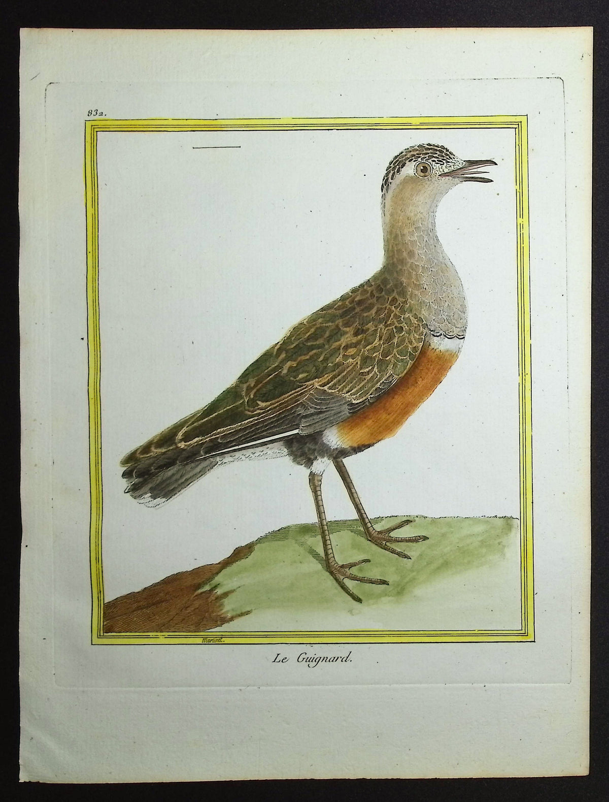 Dotterel