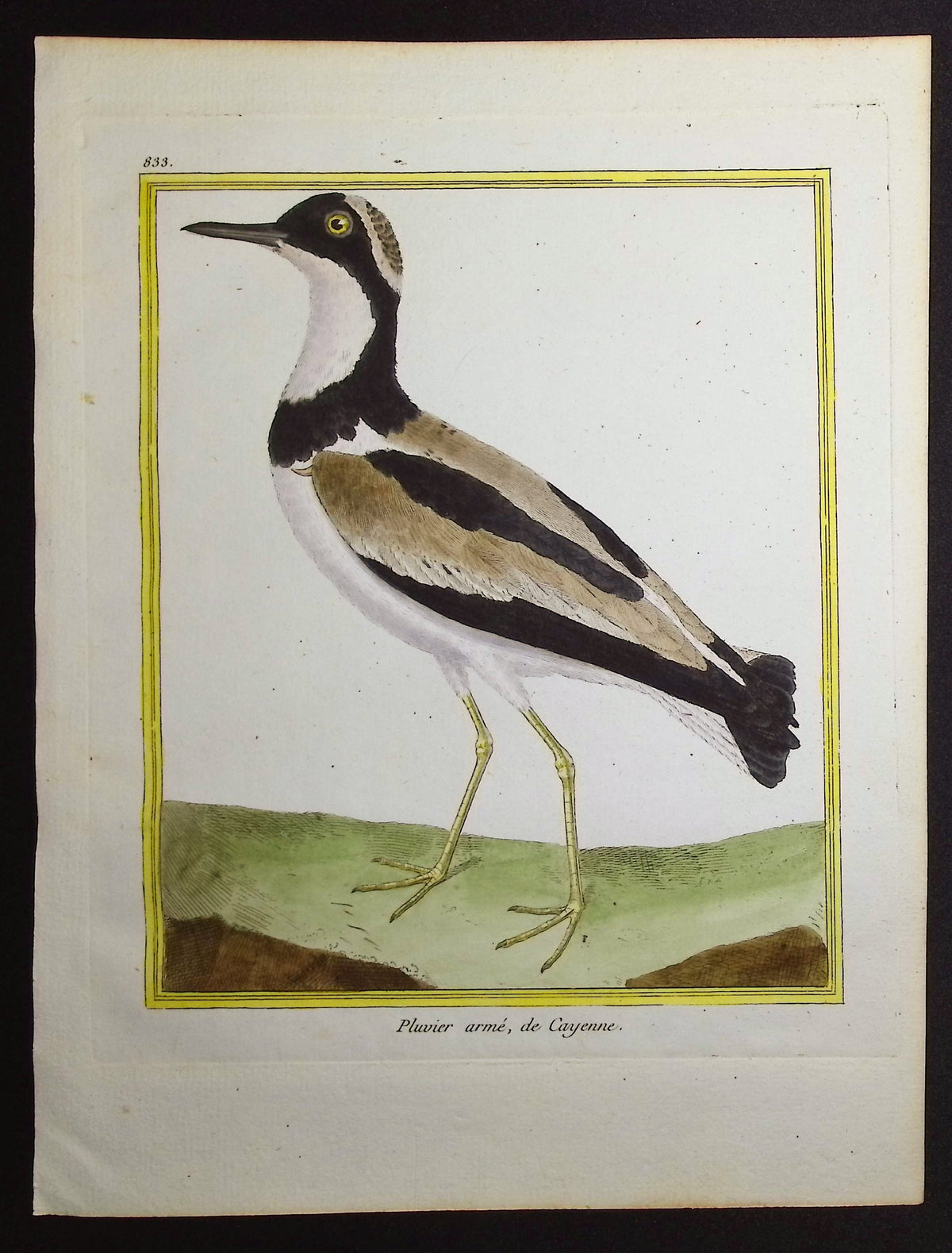 Plover