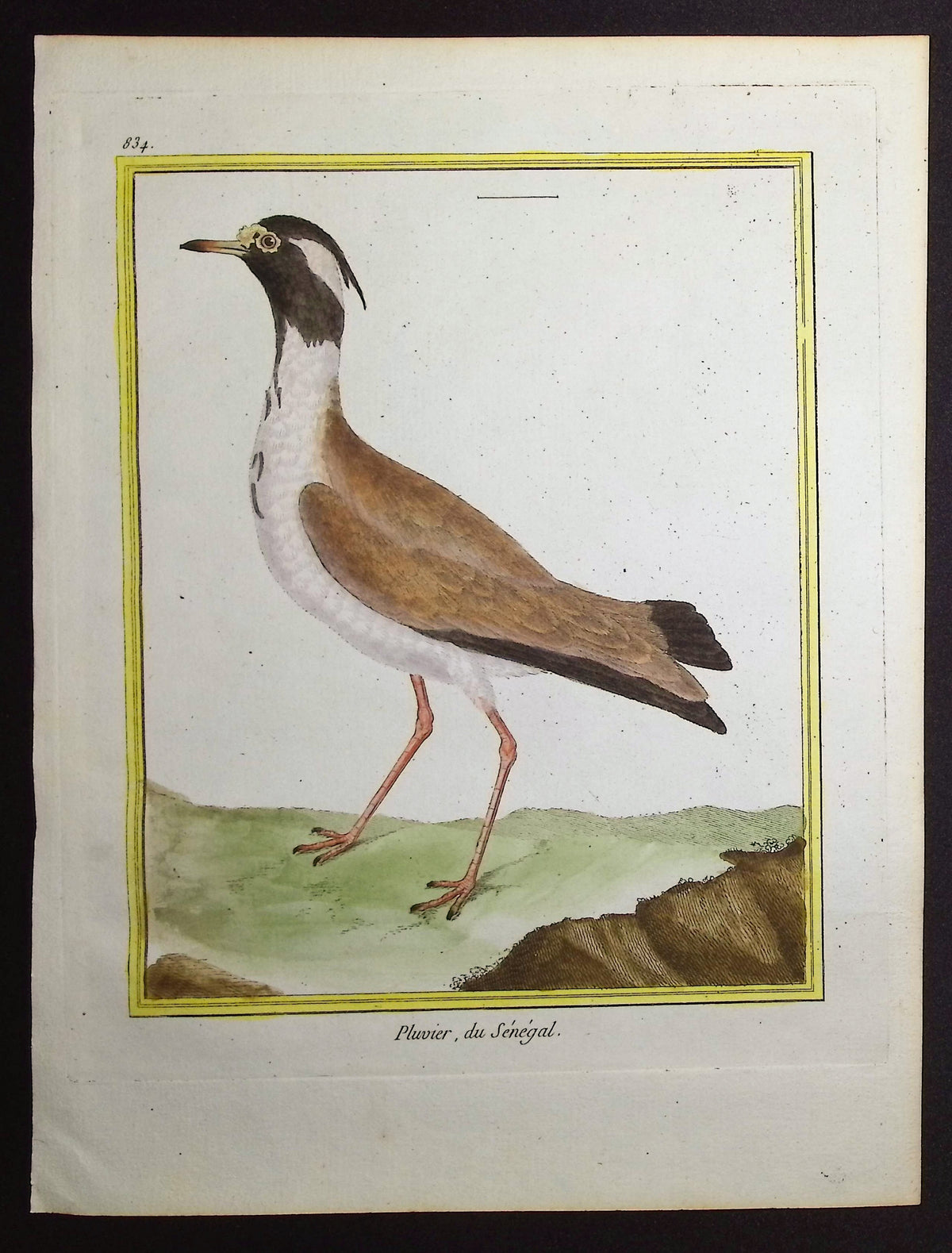 Plover