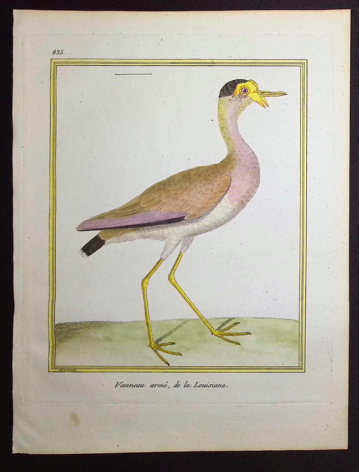 Lapwing