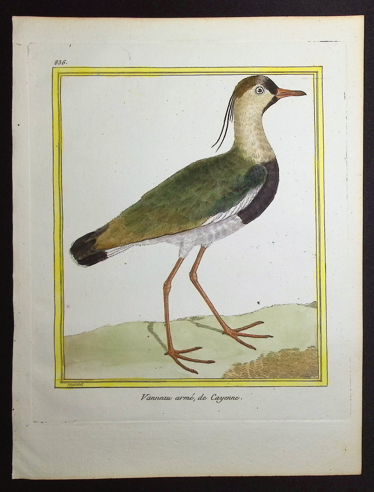 Lapwing