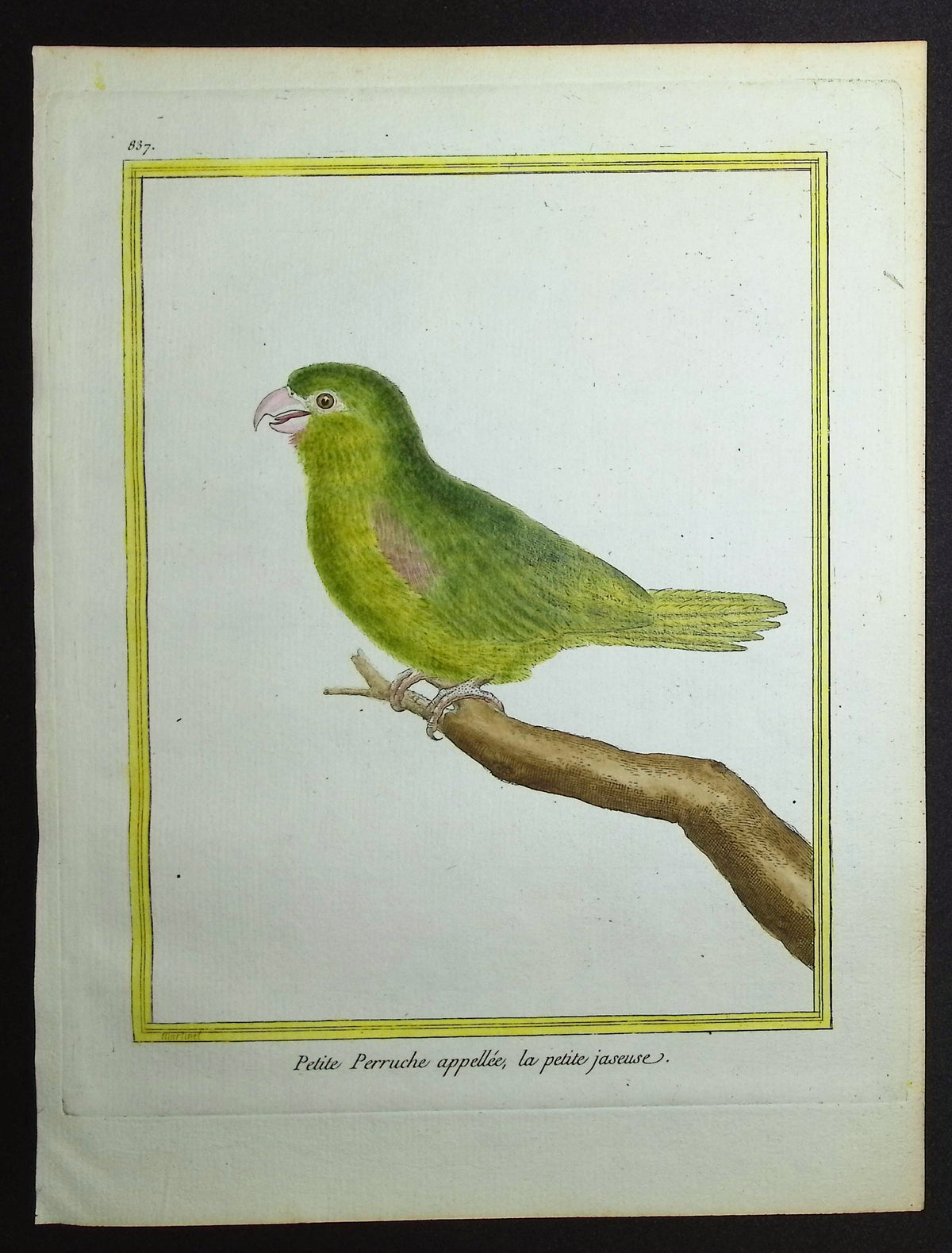Parrot