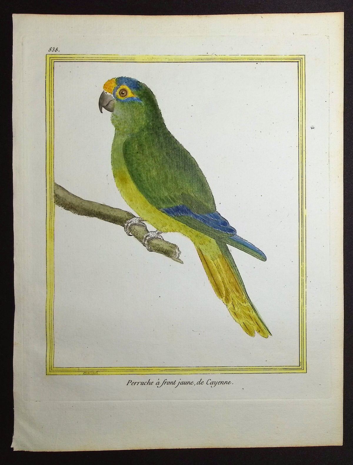 Parrot