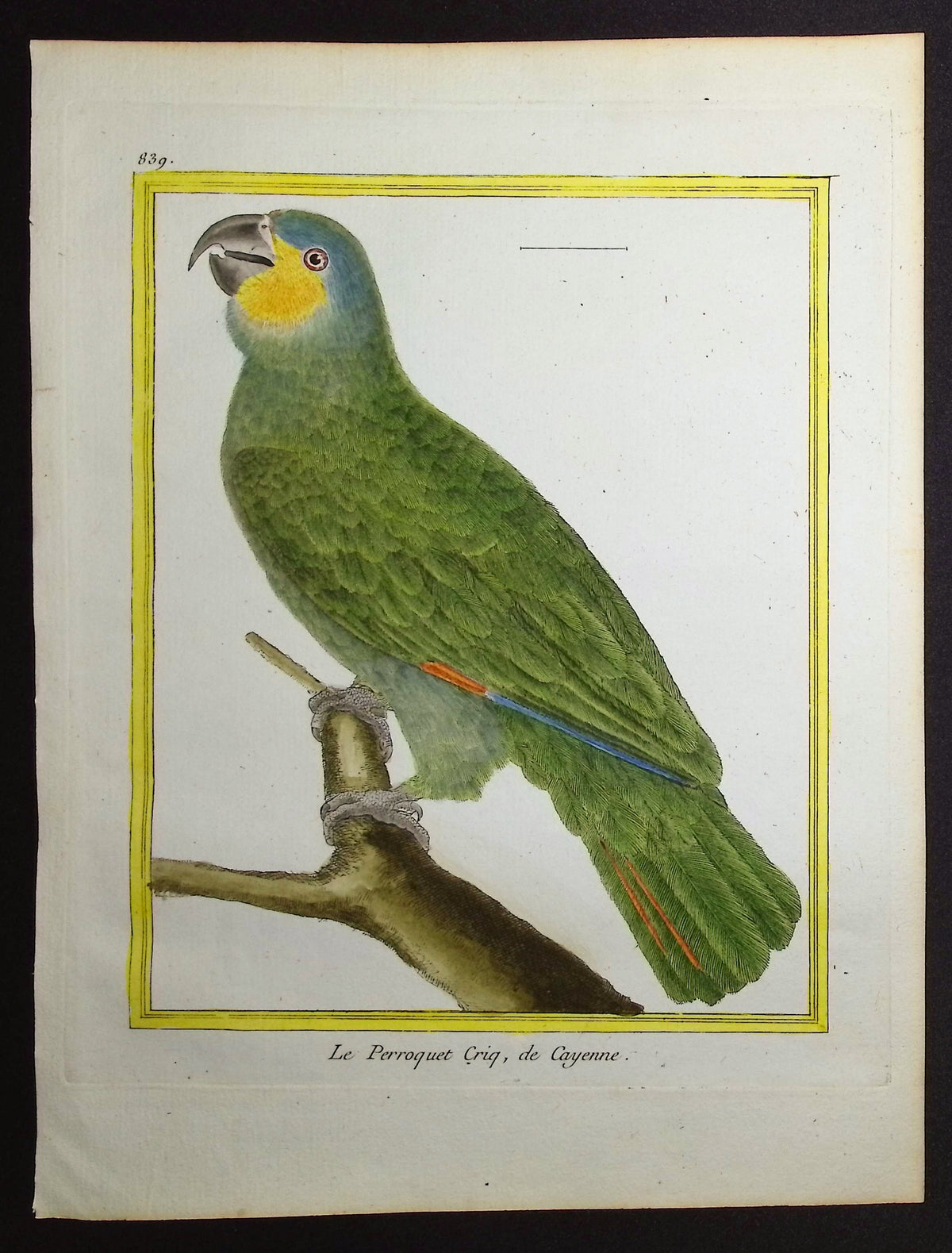 Parrot