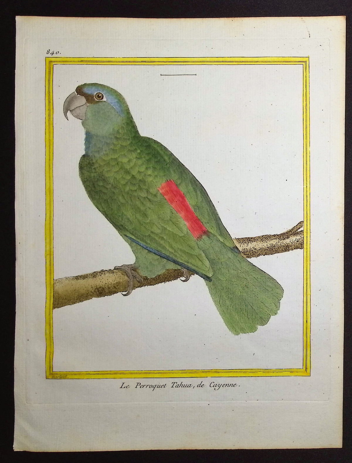 Parrot