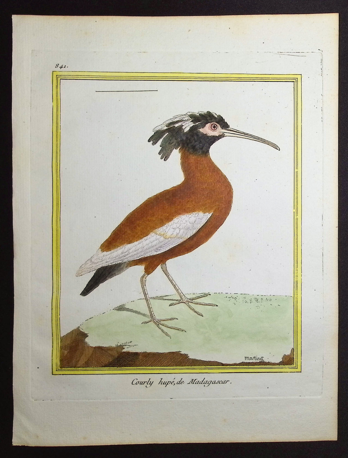 Madgascar Ibis
