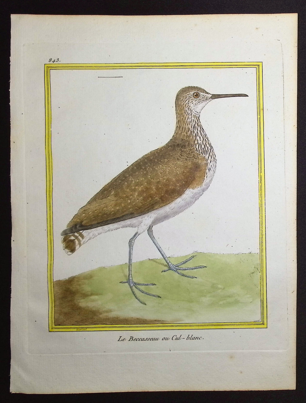Sandpiper