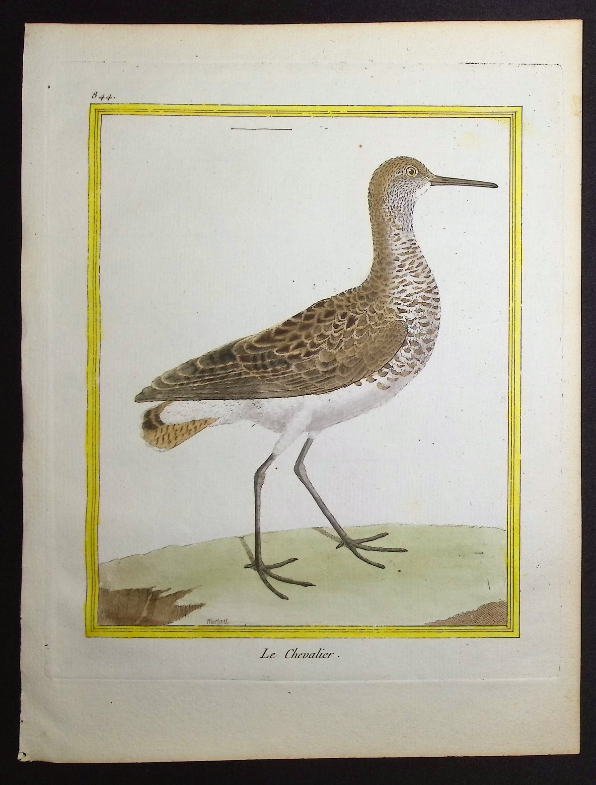 Sandpiper or Shank