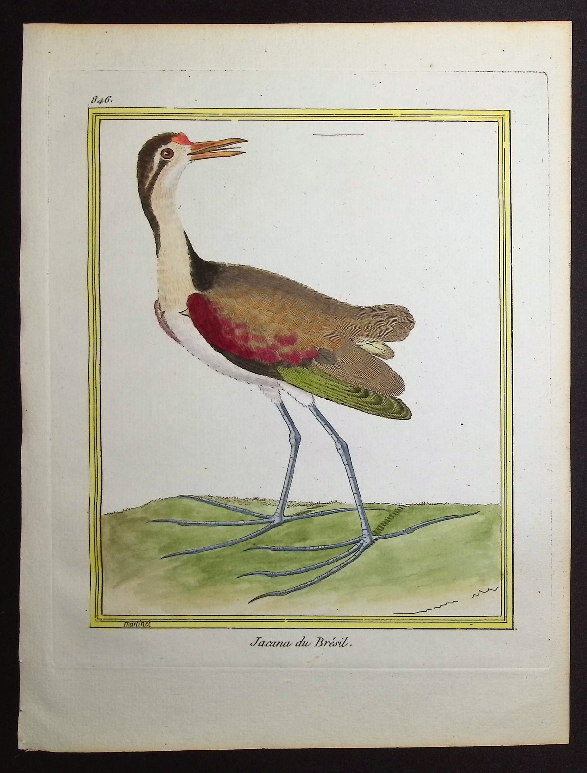 Jacana