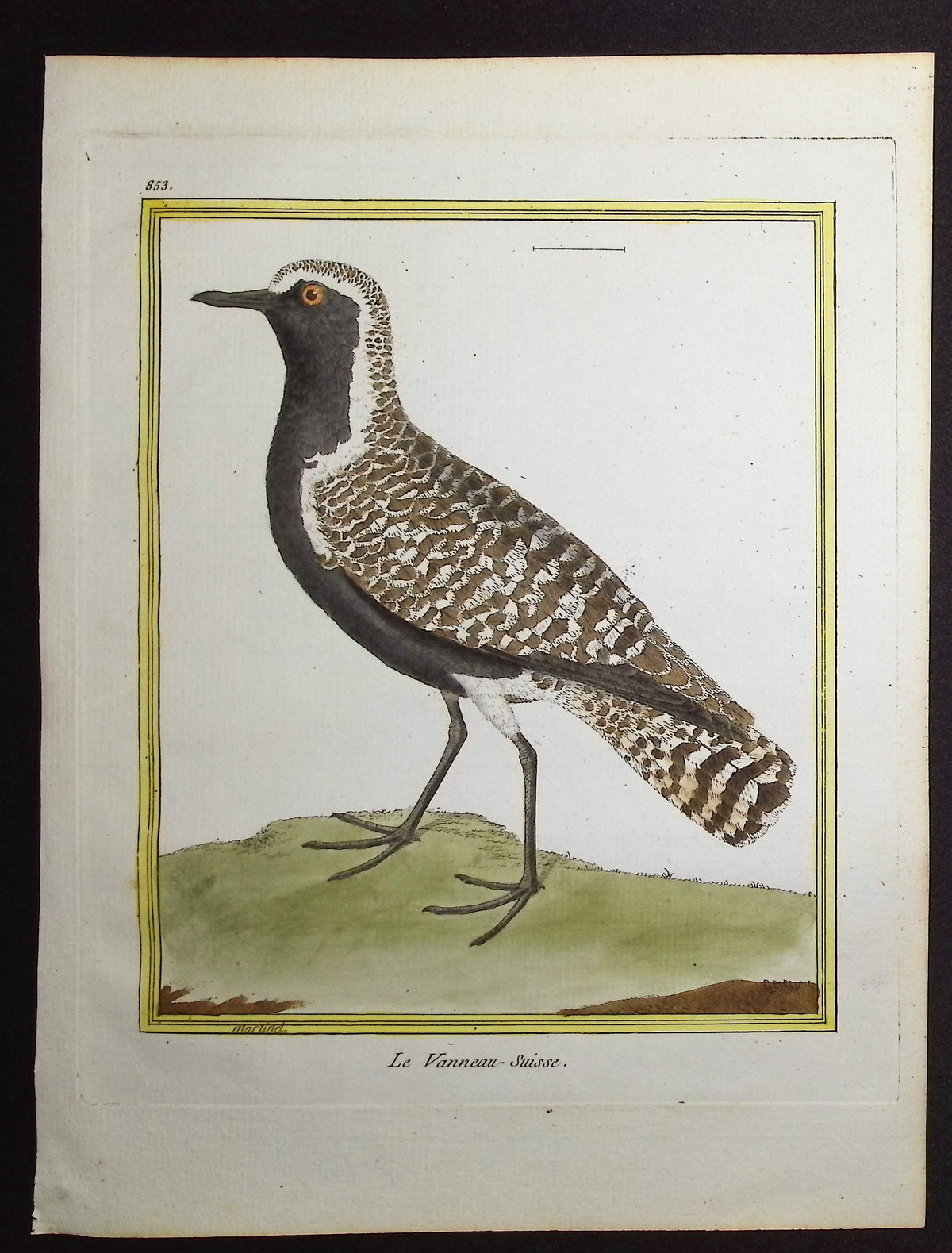 Lapwing