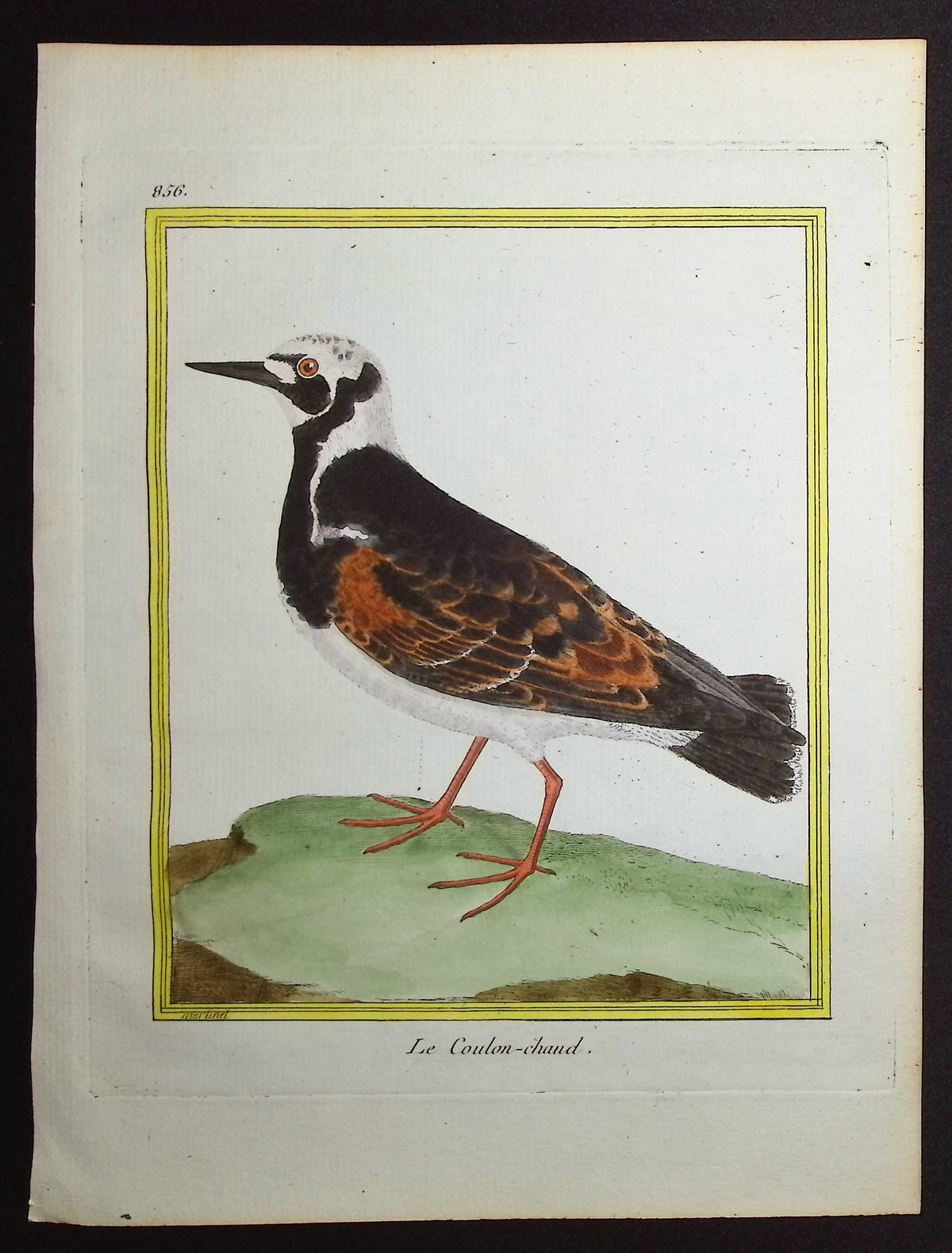 Water Bird