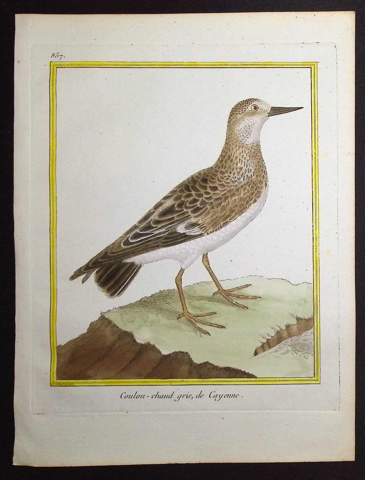 Water Bird