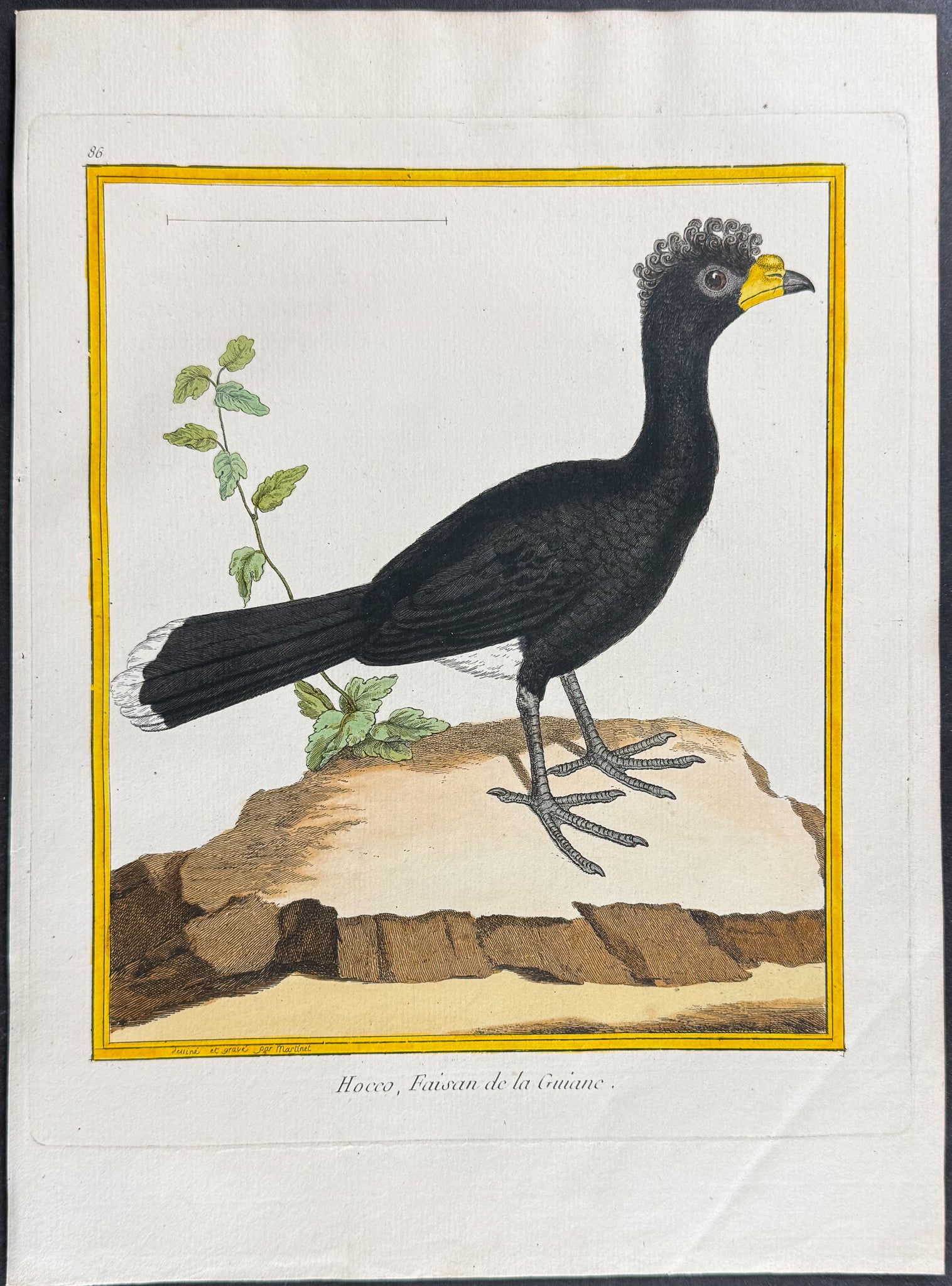 Curassow