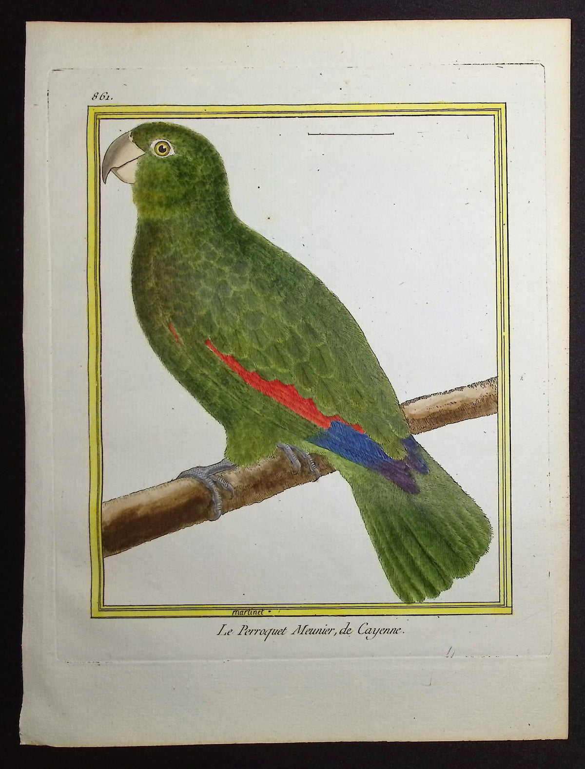 Parrot