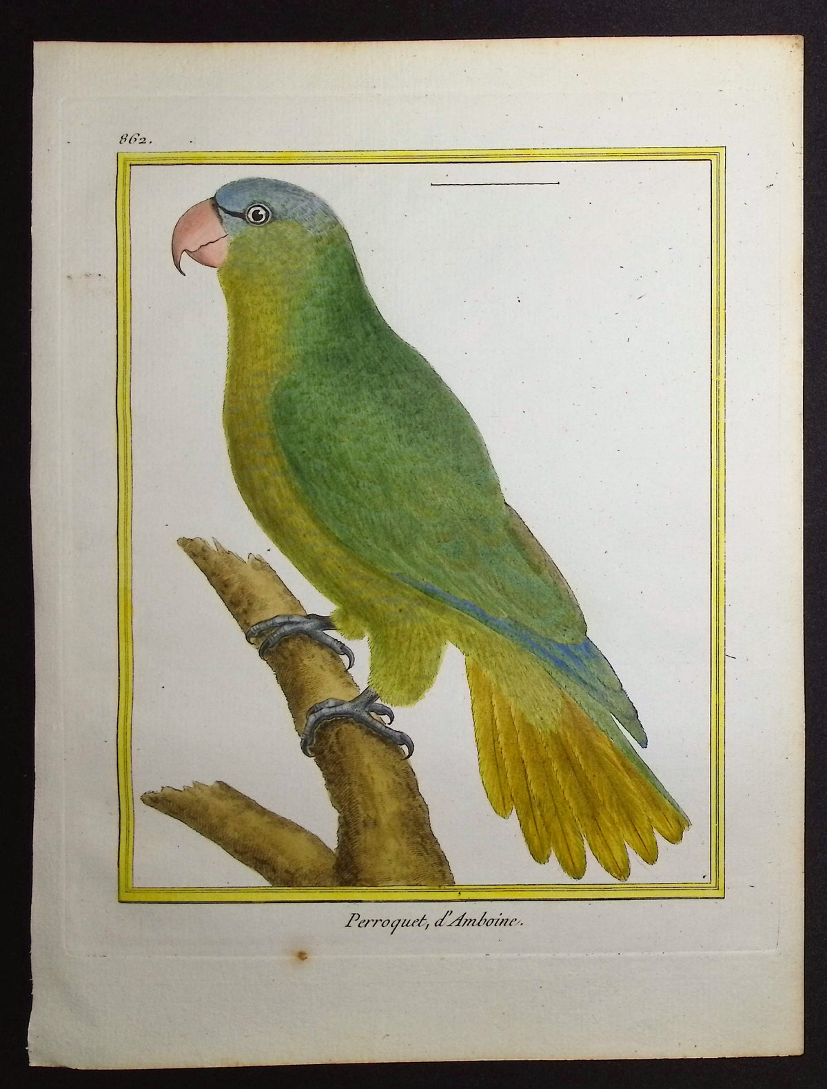 Parrot