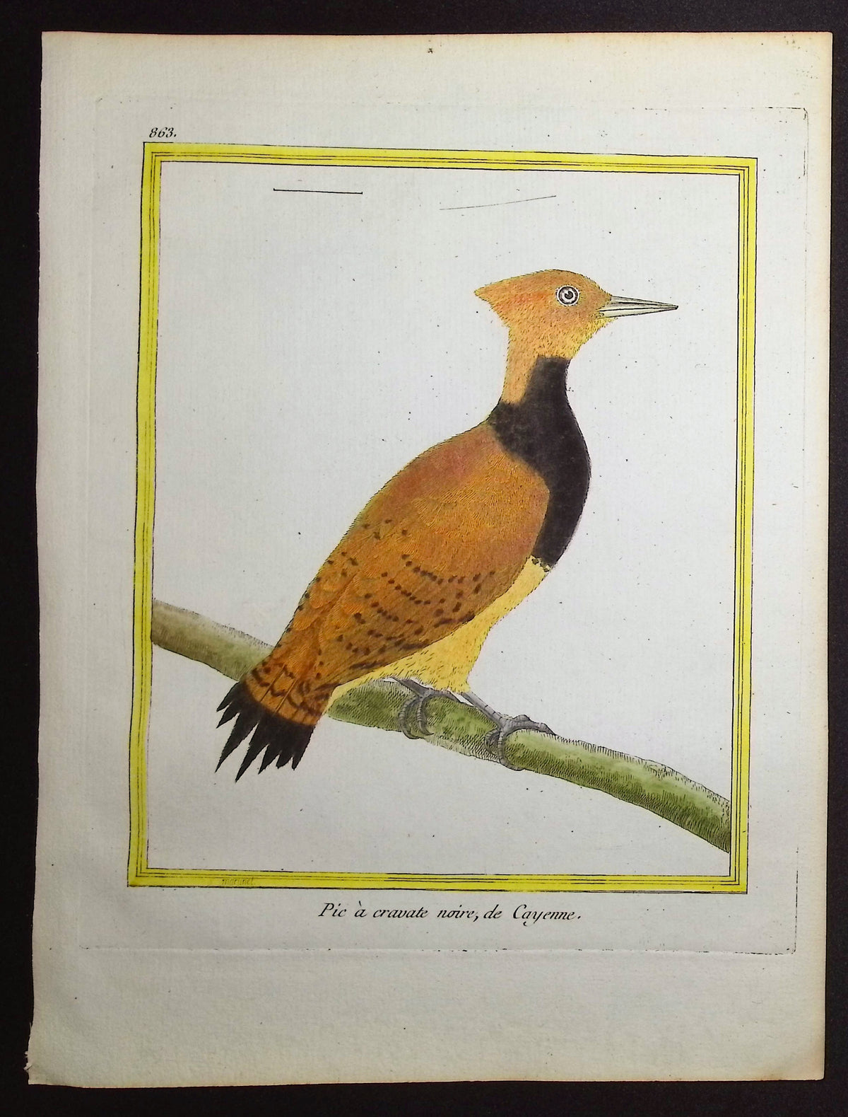 Woodpecker