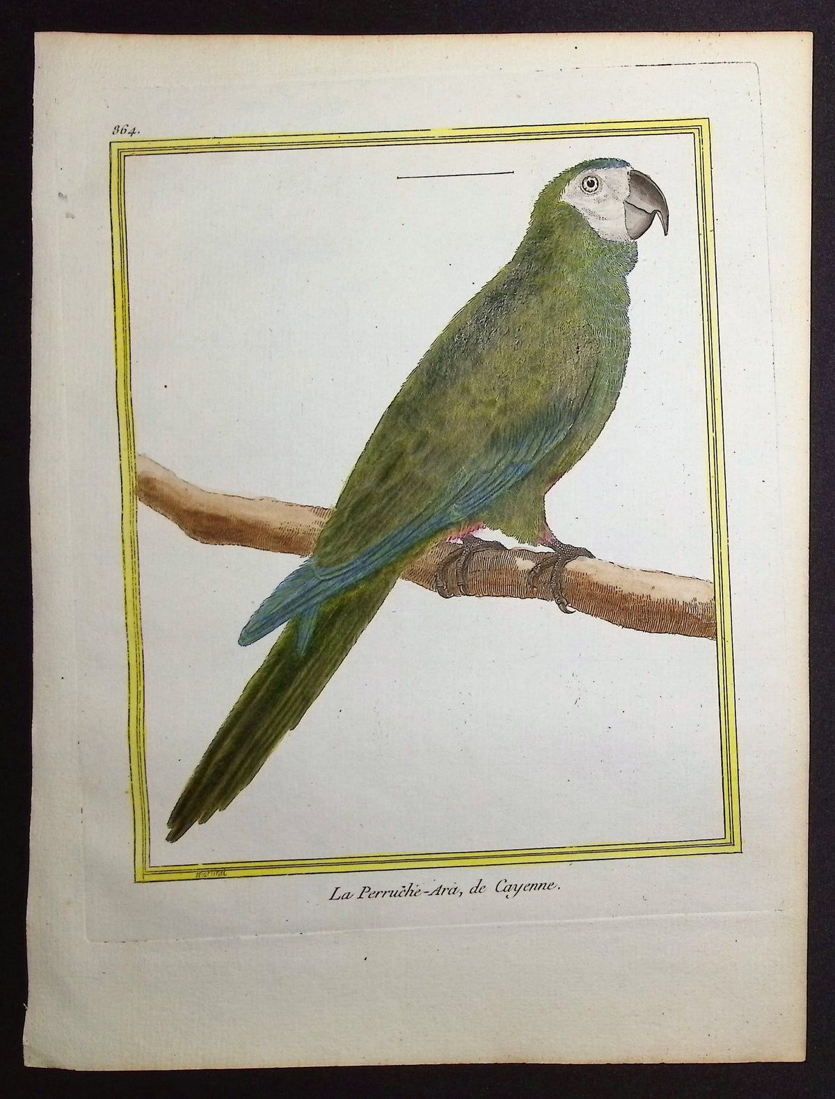 Parrot