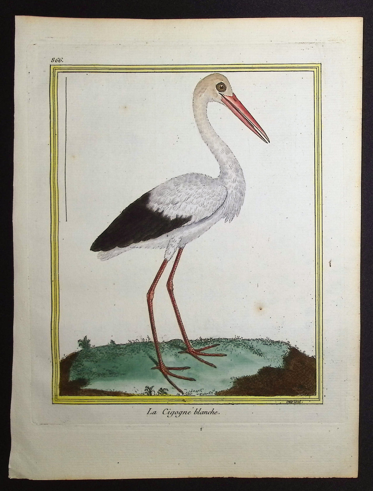 Stork