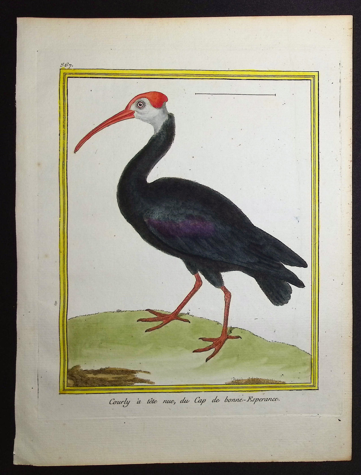 Courlan or Limpkin