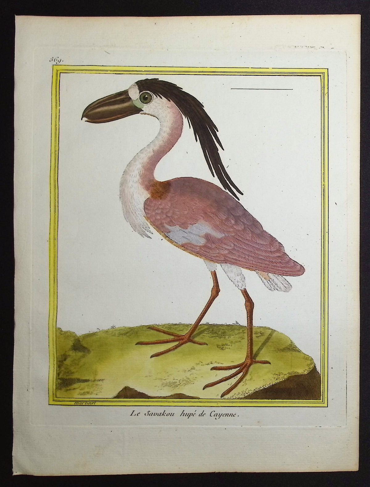 Boat-billed Heron