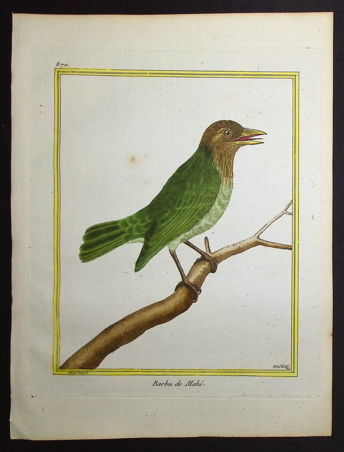 Barbet
