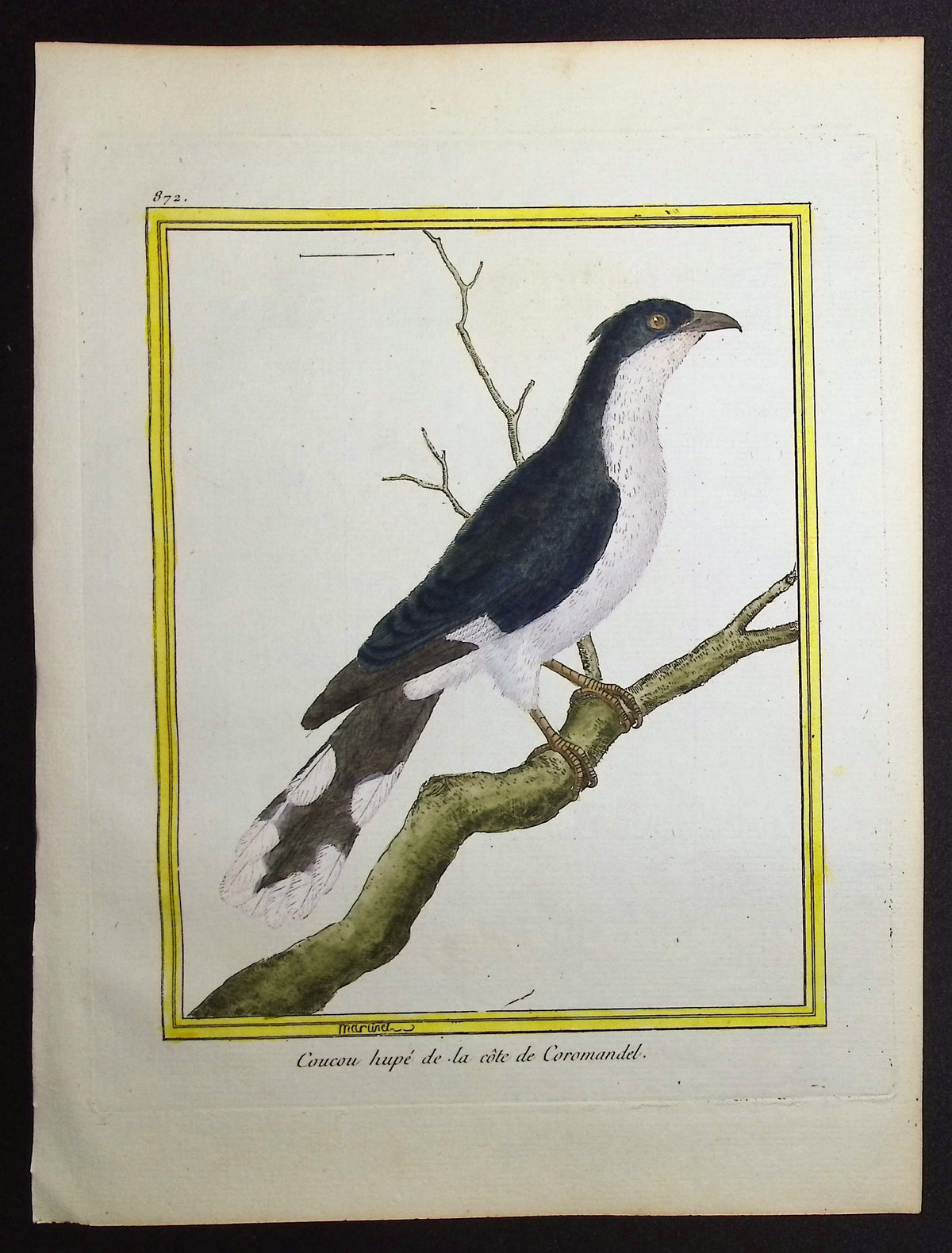 Cuckoo