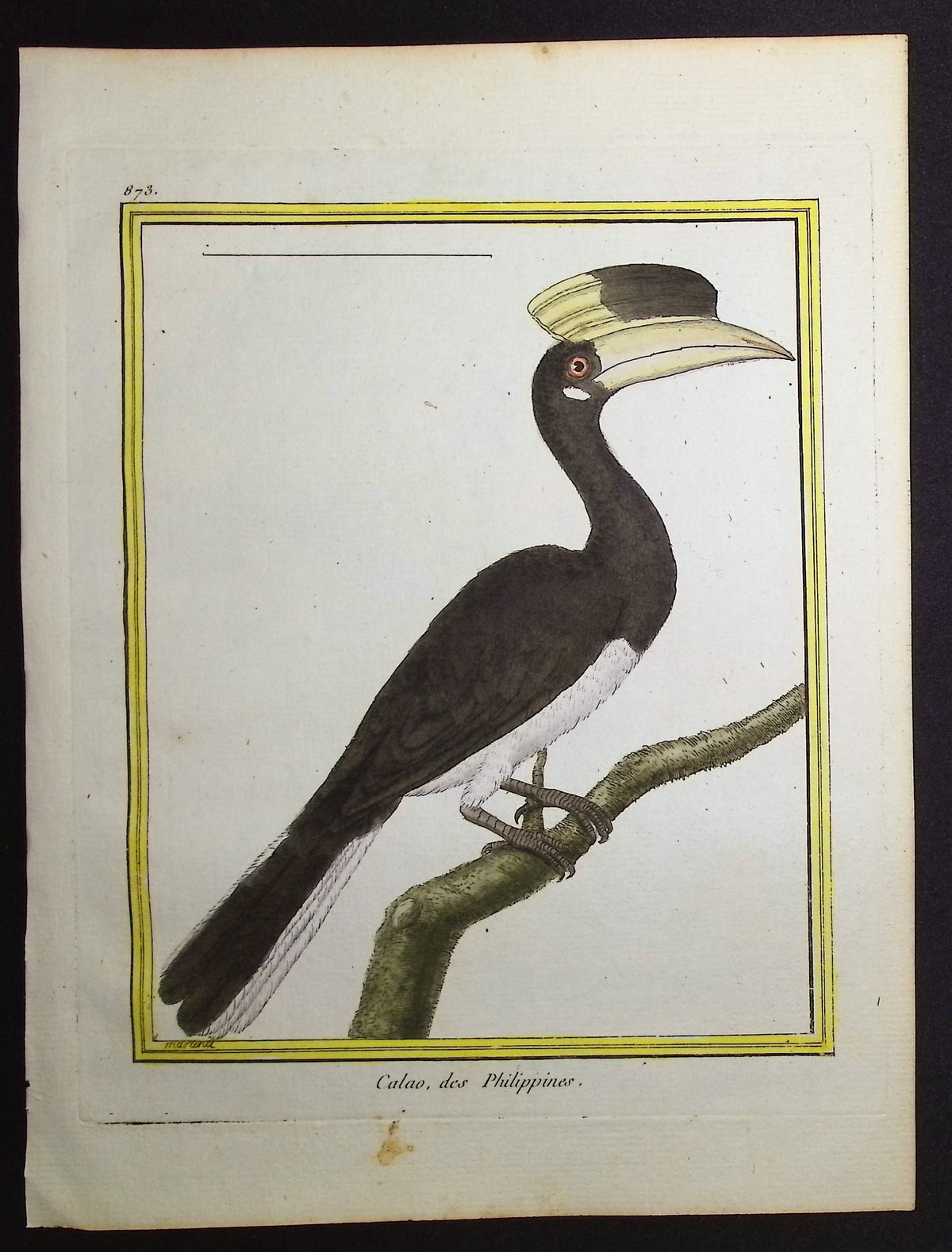 Hornbill