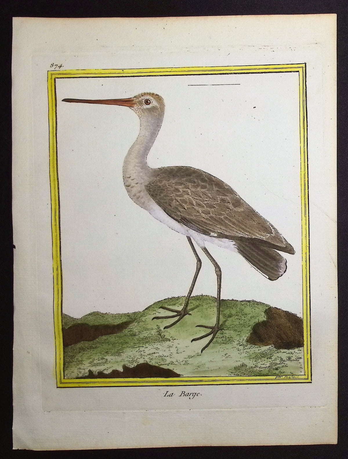 Godwit