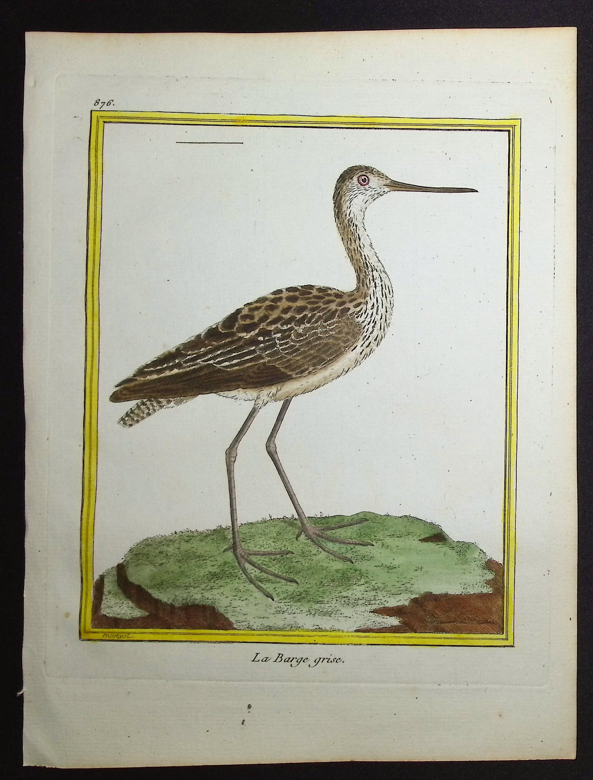 Godwit