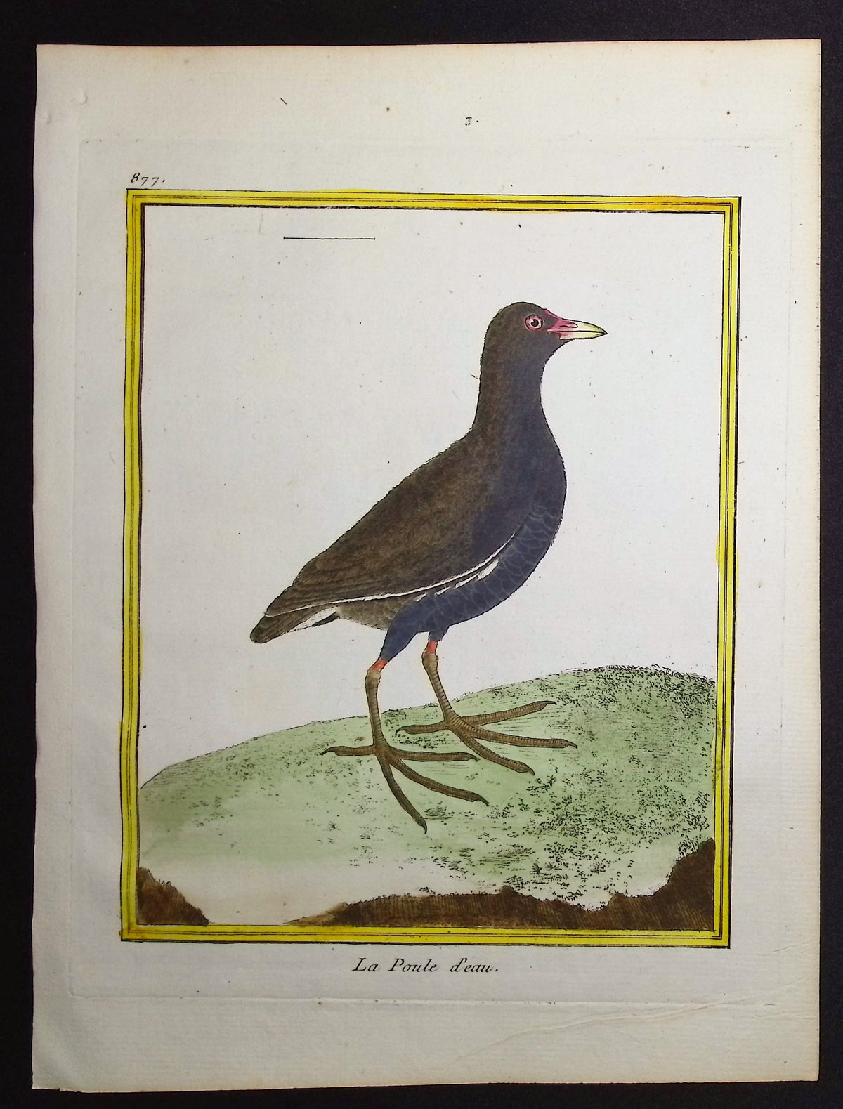 Moorhen