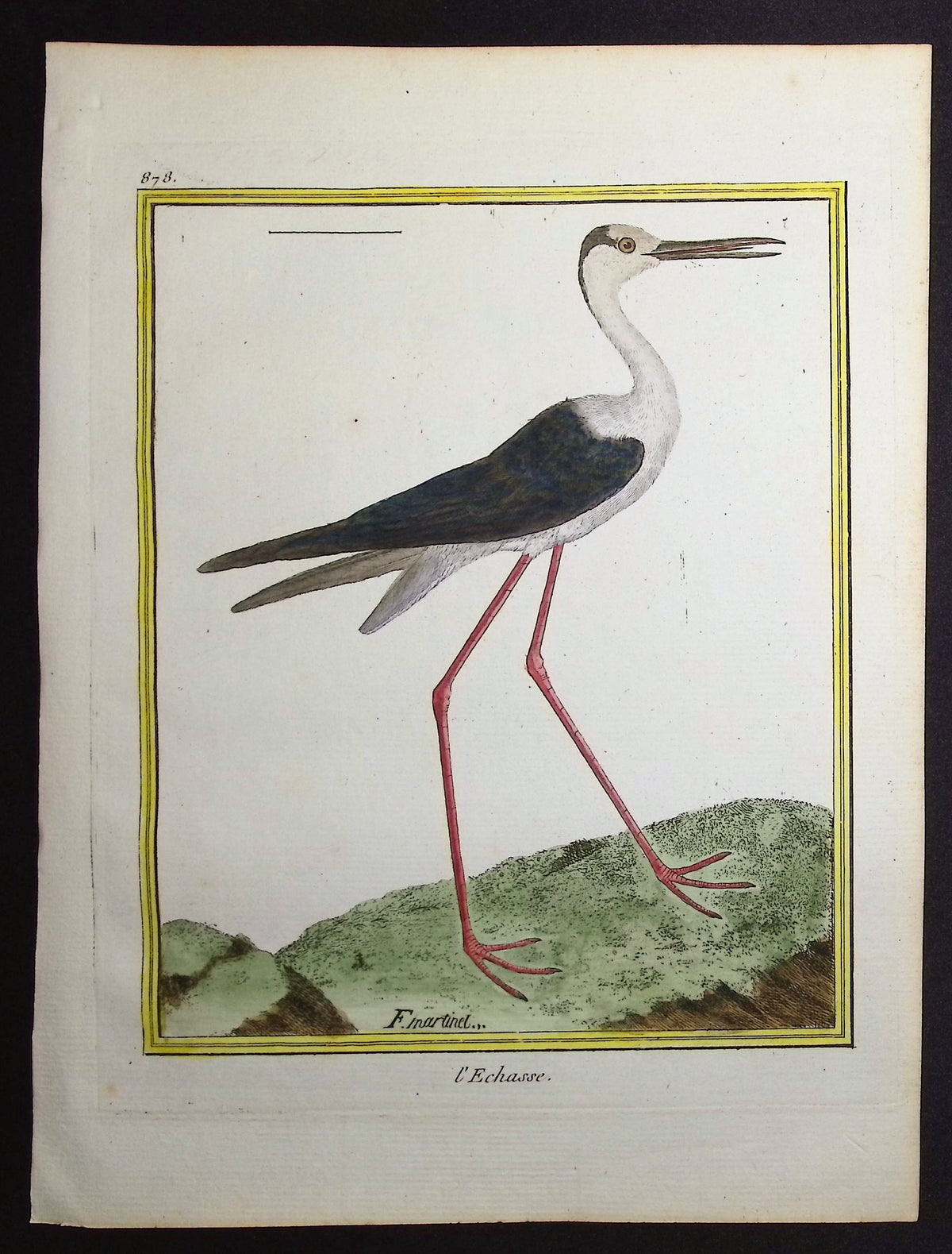 Black-winged Stilt