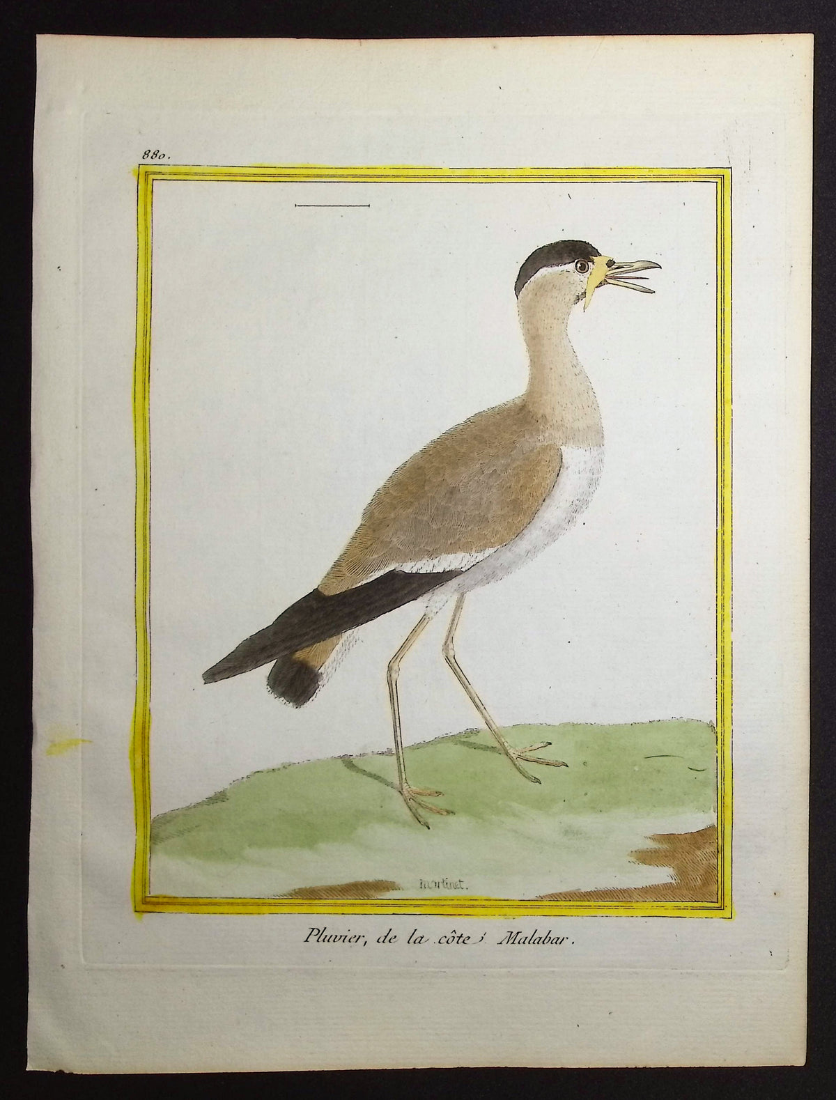 Plover
