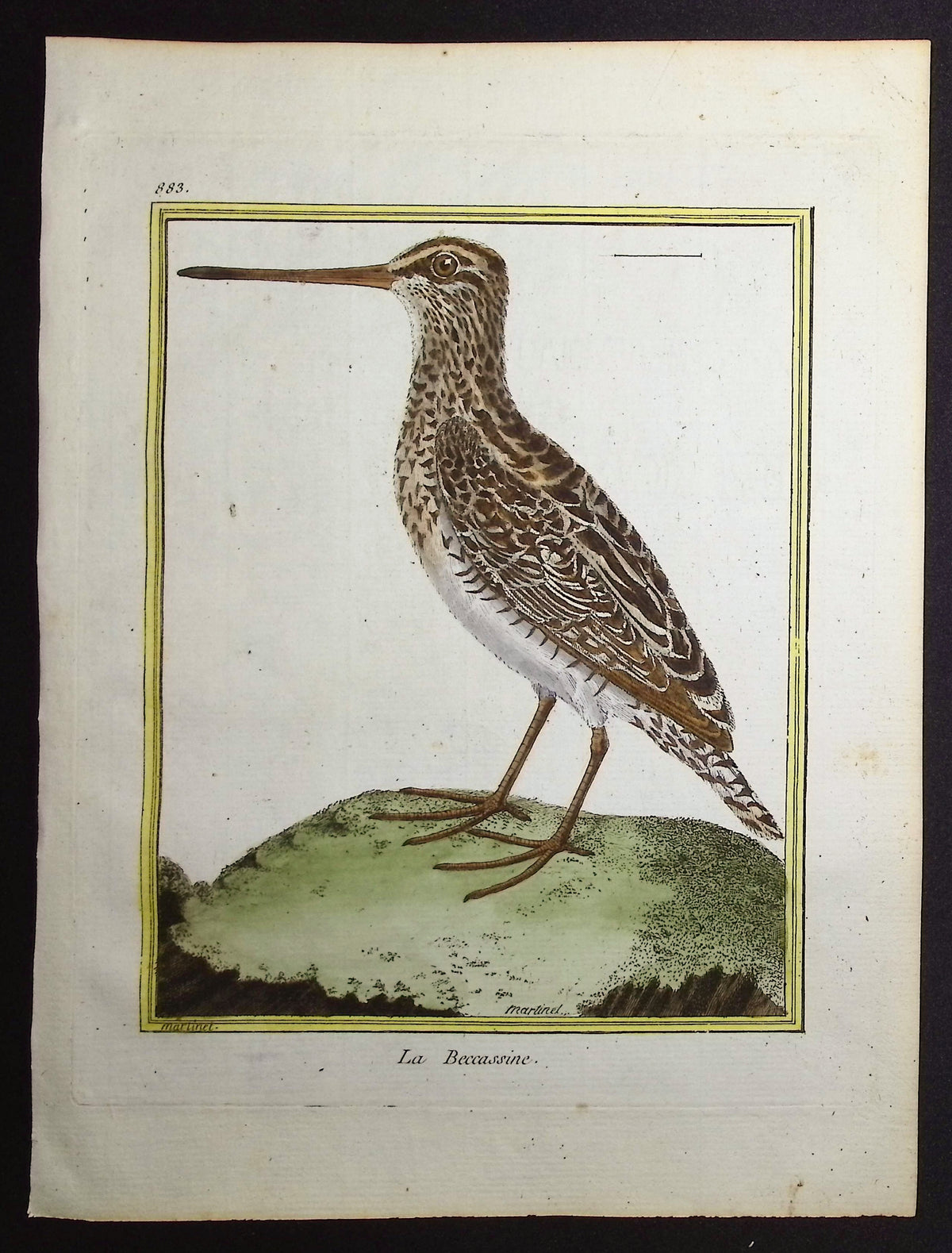 Snipe