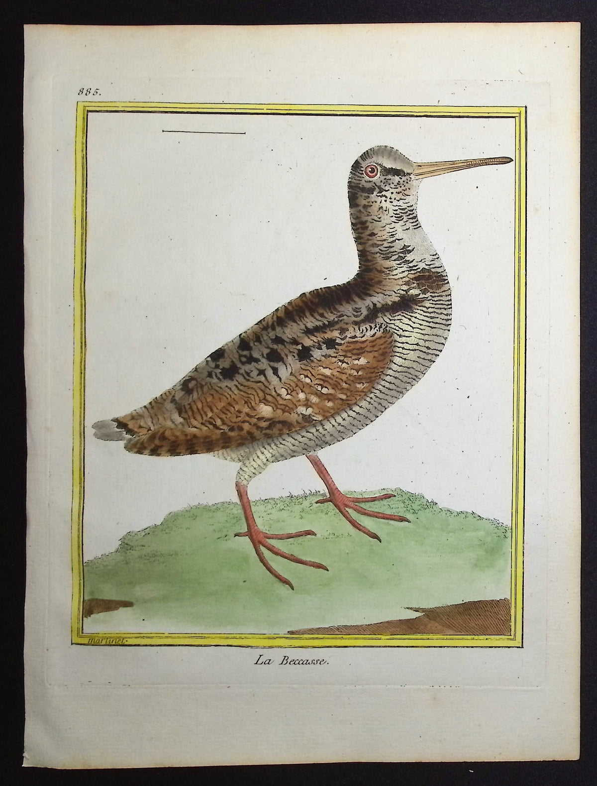 Woodcock