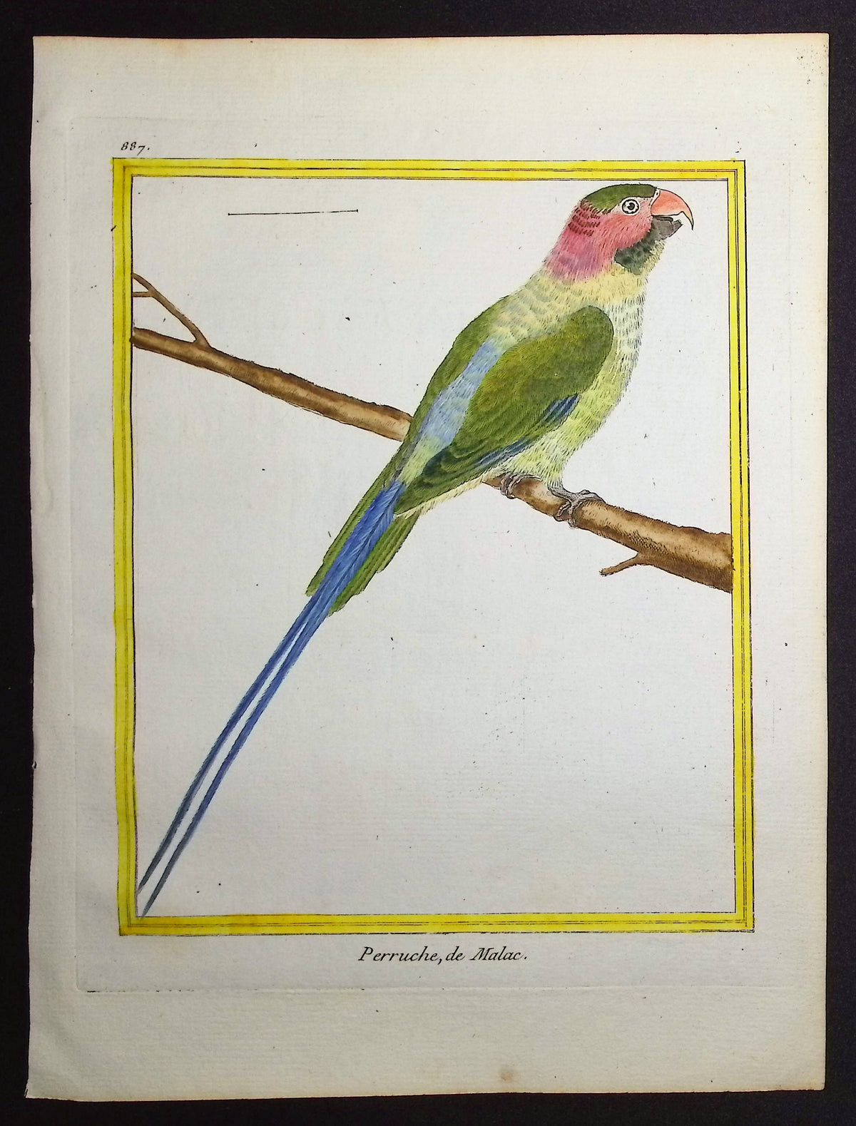Parrot