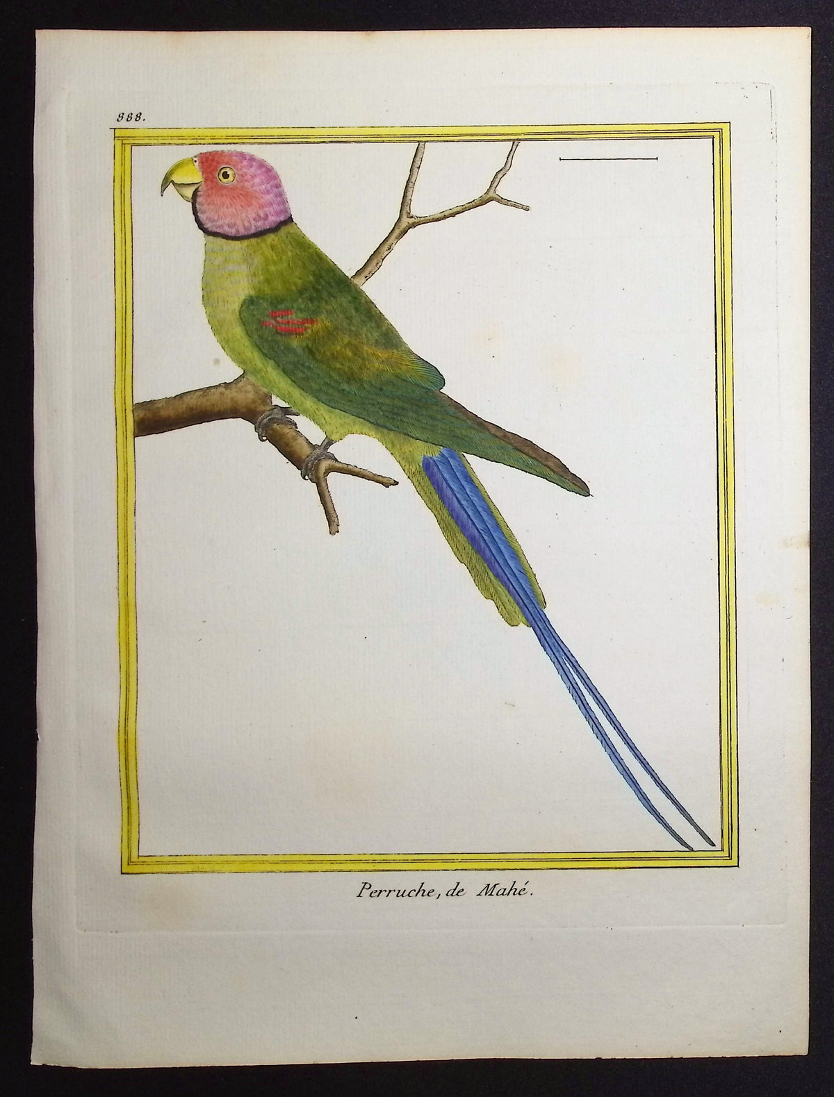 Parrot