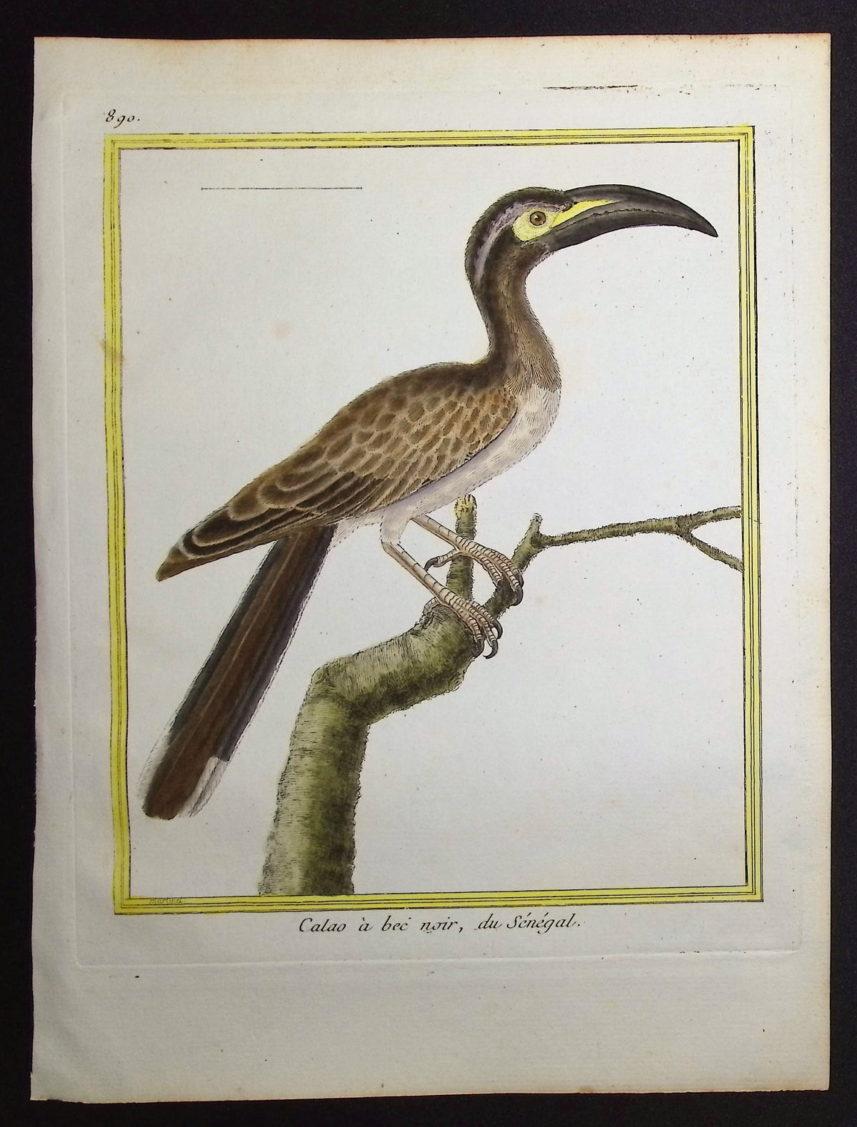 Hornbill
