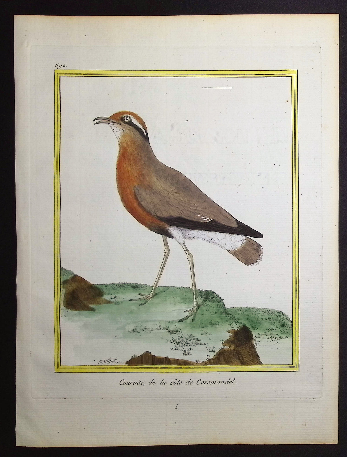 Courser
