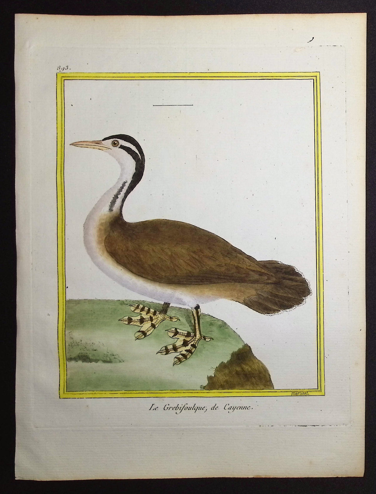 Sungrebe