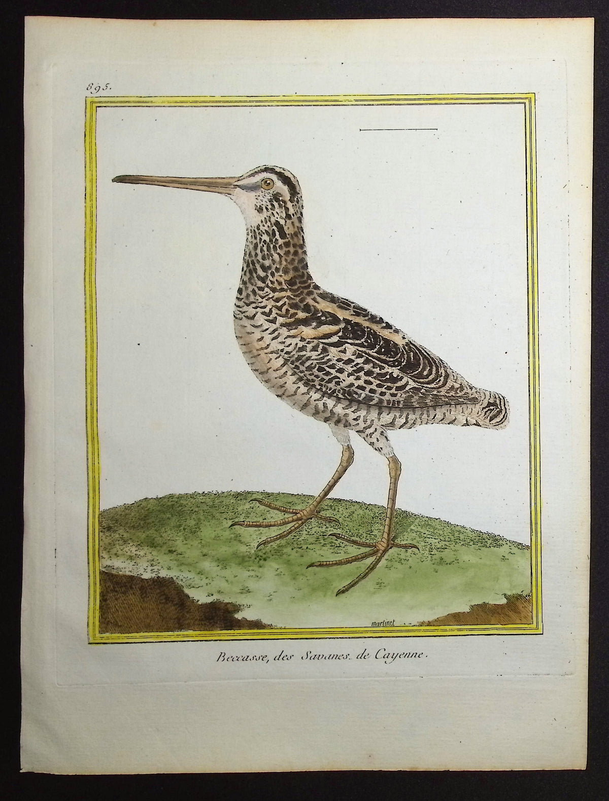 Woodcock