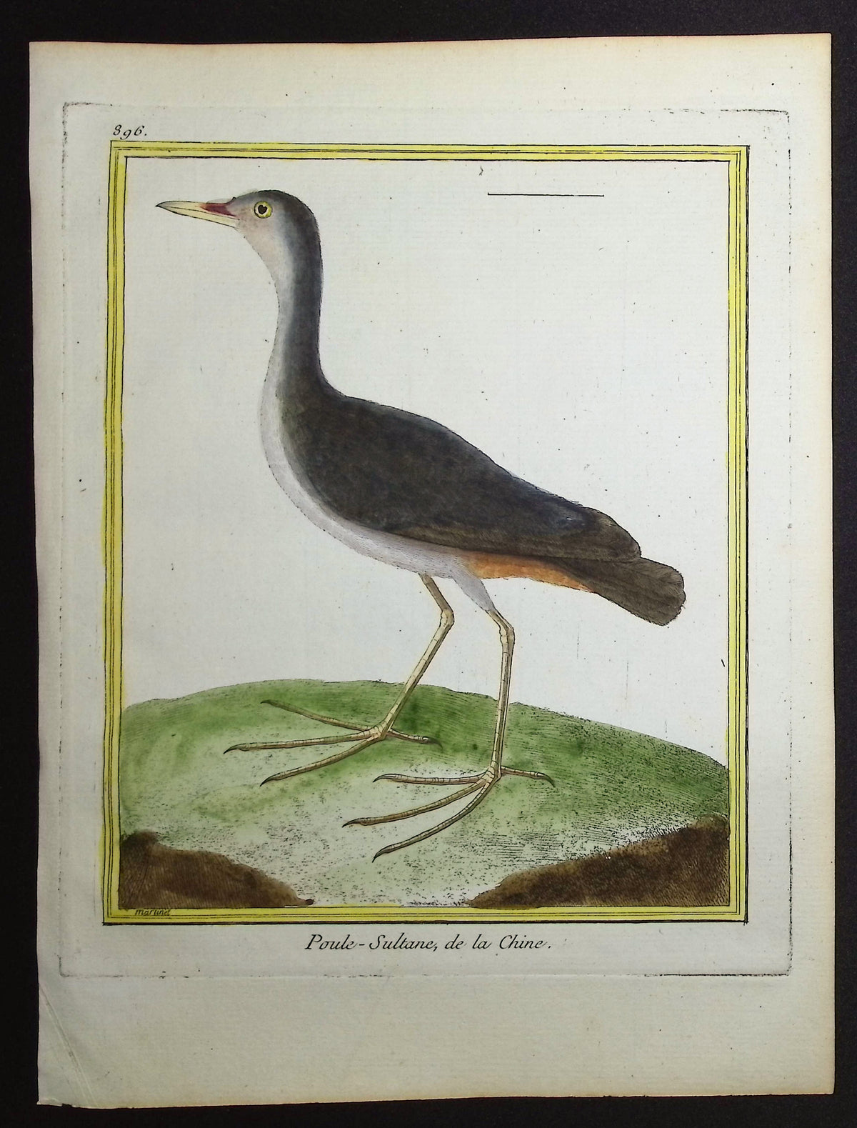 Chinese Water Bird