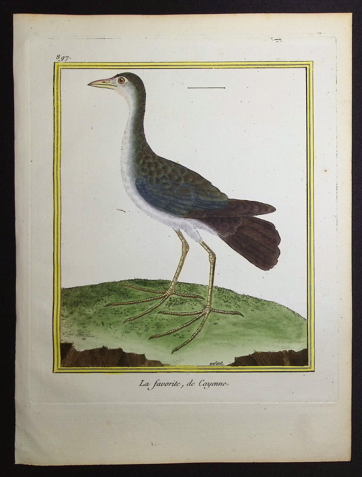 South American Water Bird