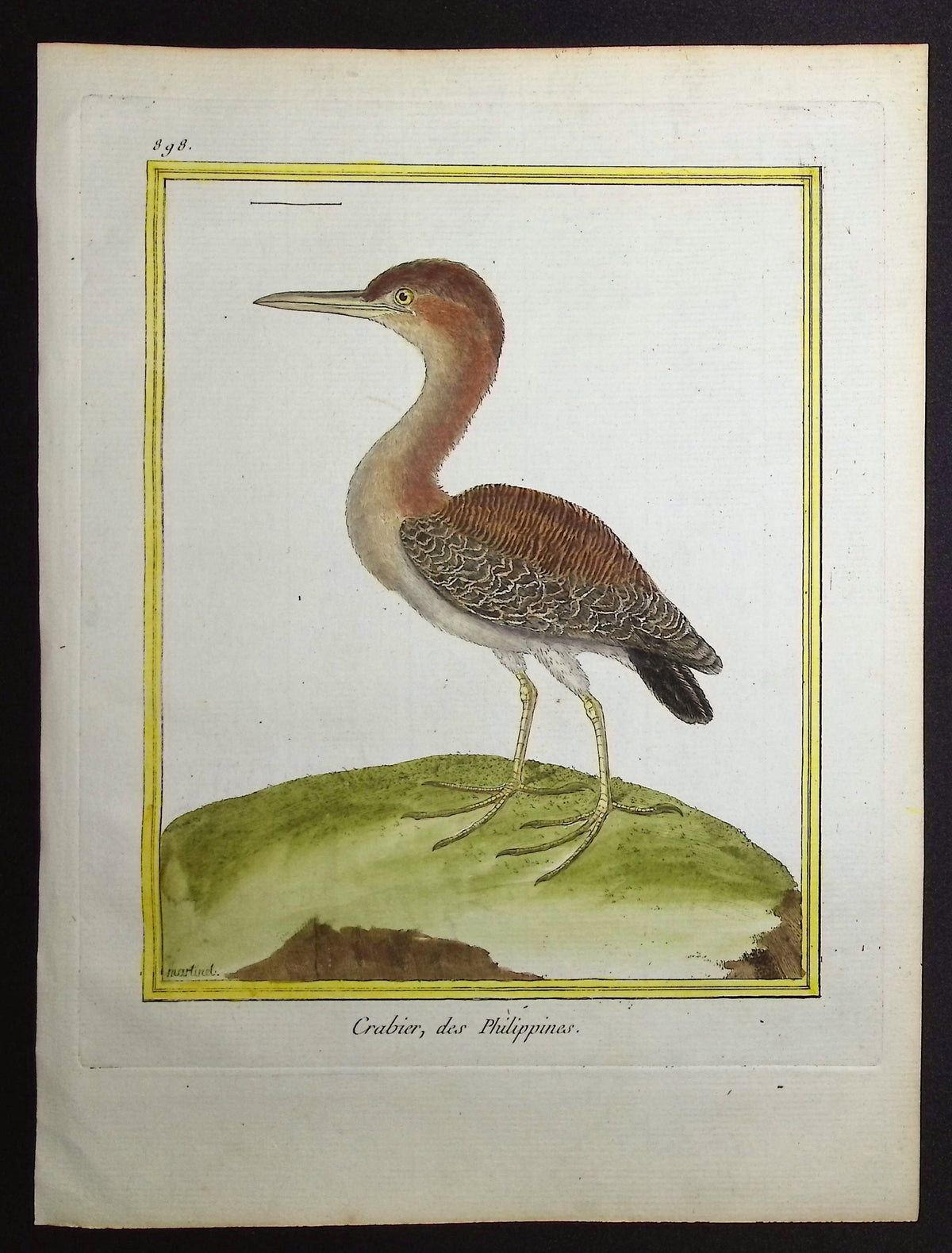 Pond Heron
