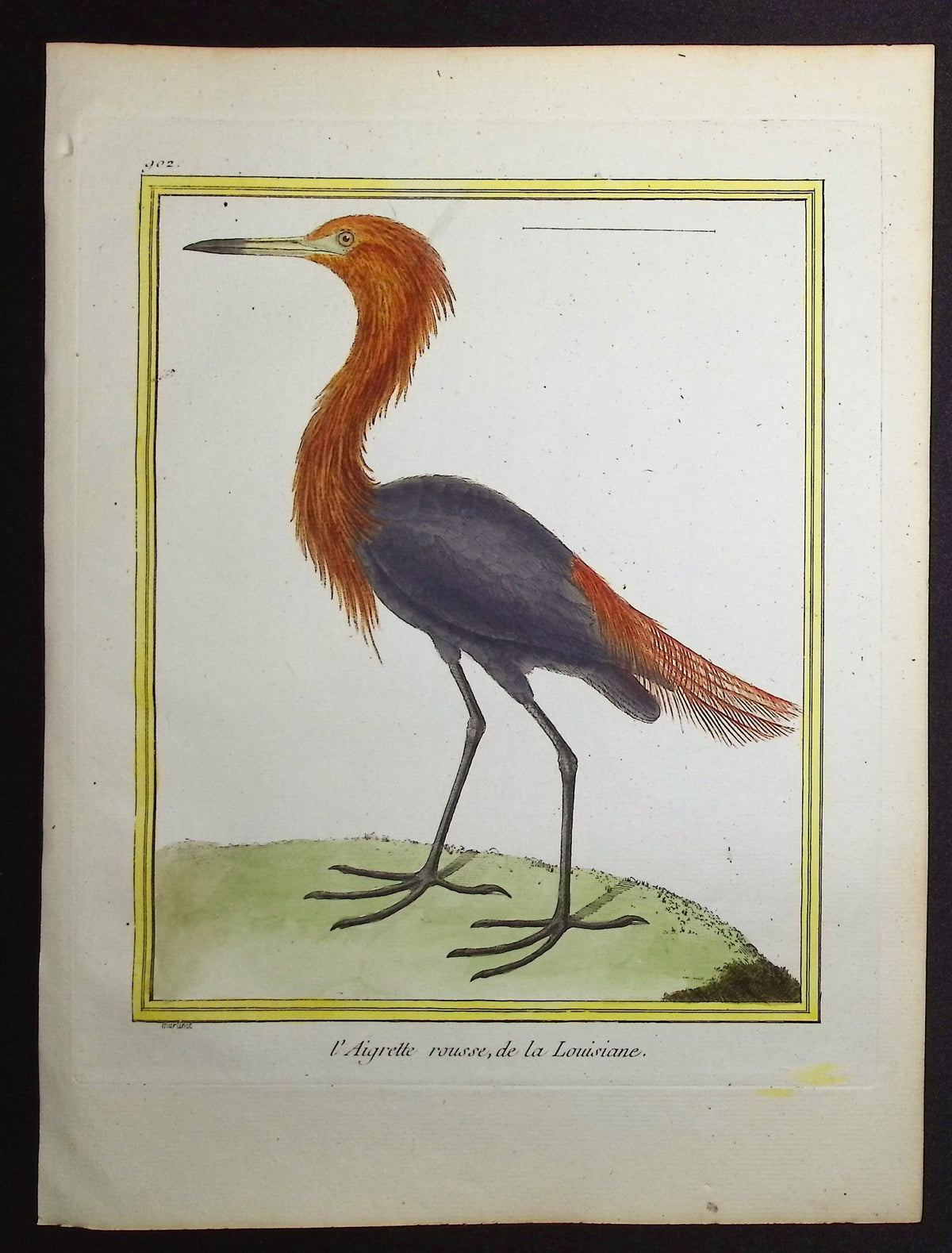 Egret